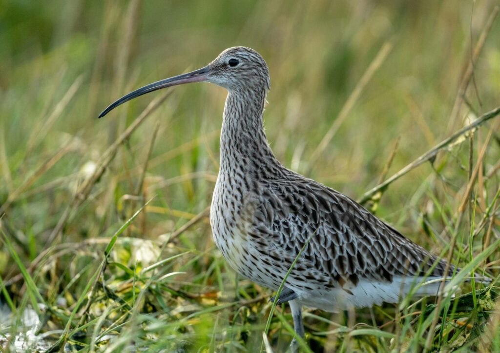 A curlew stands in a field with long green grass. The bird has a very long curved dark beak, black eyes, a white underbelly, and an otherwise all over grey brown marked body.
