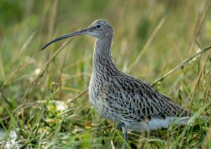A curlew stands in a field with long green grass. The bird has a very long curved dark beak, black eyes, a white underbelly, and an otherwise all over grey brown marked body.