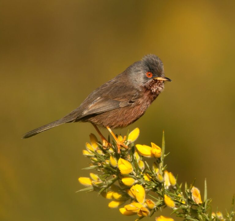 Small bird (dartford warbler) perched on a yellow flowered gorse branch