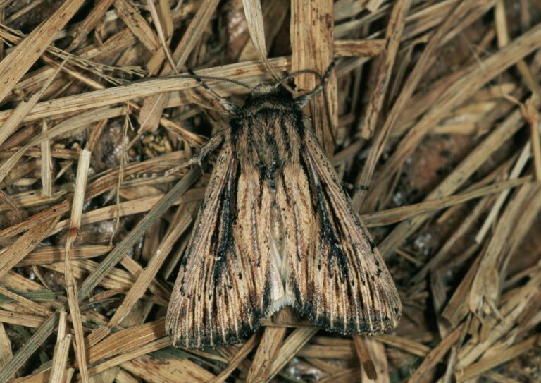 Sandy coloured devonshire wainscot moth with dark brown/black streaks