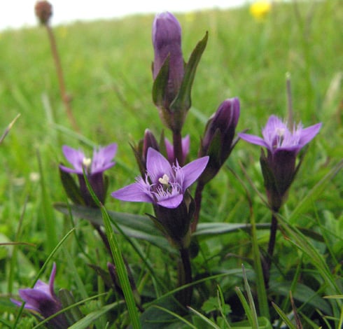 Opened purple flower (early gentian) in grass