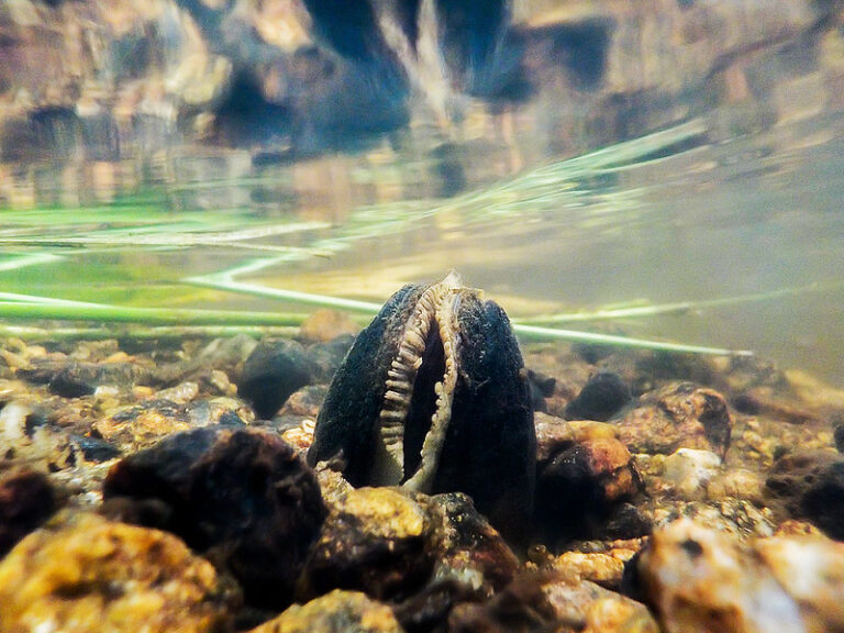 The freshwater pearl mussel is semi-visible from where it pokes out from a gravel river bed in the water. It has a dark grey shell and pale flesh emerging from the centre of the shell.