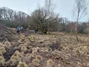 Moorland, with tufts of grass and a bare tree in the middle.