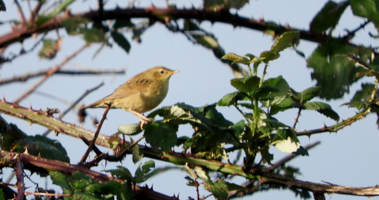 A grasshopper warbler sits on a bramble branch, facing the right, against a blue sky. The warbler is a pale brown- yellow colour, with brownier wings and pale pink legs. Grasshopper warblers are small (same size as a robin) birds with round, black eyes and a thin pointed, pale brown-pink beak.