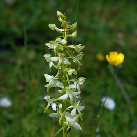 Greater butterfly orchid - Peter Llewellyn