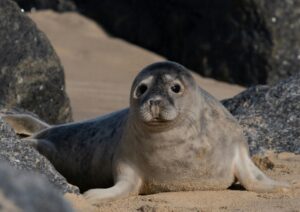 Grey seal looking into the camera, lying on sand