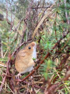 A harvest mouse looking upwards, as if to climb a small branch