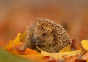 Hedgehog in autumn leaves