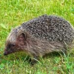 A hedgehog is pictured side on, standing on short green grass. The hedgehog is facing to the left with its furry head, neck and underbelly visible, as well as the spines along its back which are a darker brown than that of its fur. The snout and nose are also dark brown.
