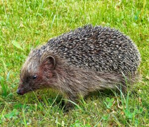 A hedgehog is pictured side on, standing on short green grass. The hedgehog is facing to the left with its furry head, neck and underbelly visible, as well as the spines along its back which are a darker brown than that of its fur. The snout and nose are also dark brown.