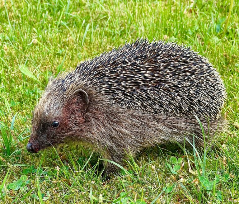A hedgehog is pictured side on, standing on short green grass. The hedgehog is facing to the left with its furry head, neck and underbelly visible, as well as the spines along its back which are a darker brown than that of its fur. The snout and nose are also dark brown.