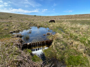 Holne moor valley mire - water flowing from a large pool in the foreground, a black dartmoor pony in the background