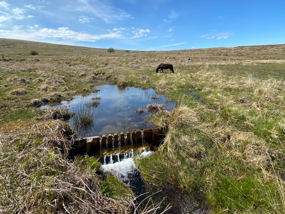 Holne moor valley mire - water flowing from a large pool in the foreground, a black dartmoor pony in the background