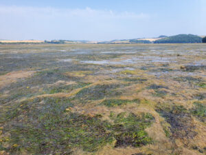 Kingsbridge Estuary, Amelia Sturgeon