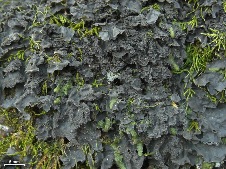 Dark brown-black lichen on tree bark, dispersed with lighter green mosses