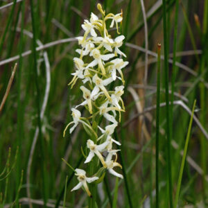 Lesser butterfly orchid - Peter Llewellyn