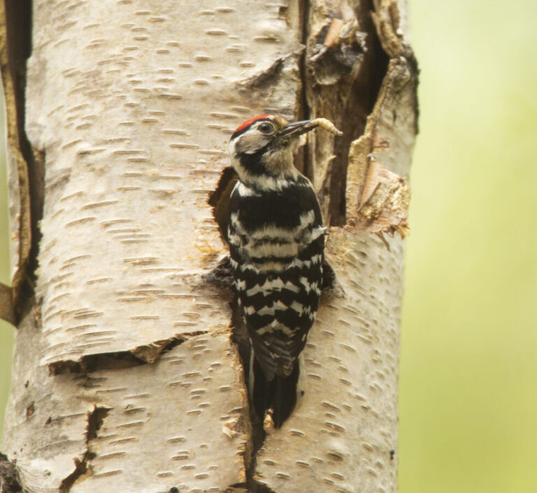 Lesser spotted woodpecker on the trunk of a tree