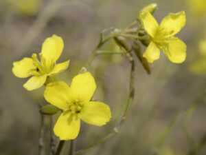 Bright yellow Lundy cabbage flower with four rounded petals, clustered at the top of a leafy green stem.