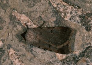 Dark brown-black moth on a rock