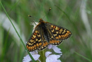 A striking orange, brown and yellow marked butterfly sits on a pale pink spotted orchid amongst long green grass.