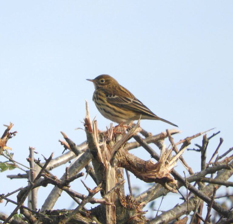 A brown meadow pipit stands perched on the top of a bare hedge, with blue sky in the background