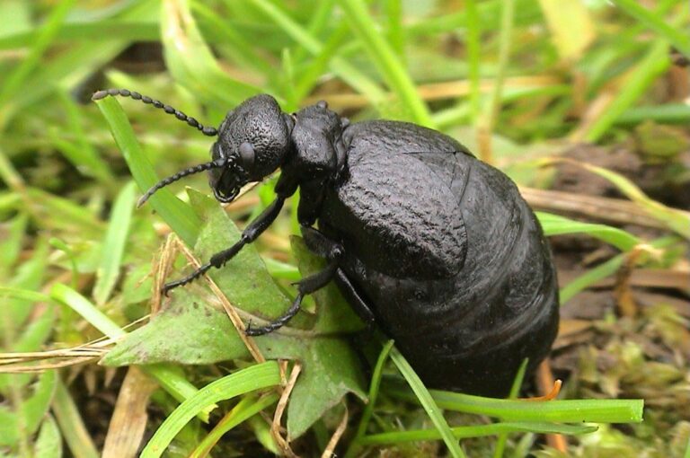 A mediterranean oil beetle emerges from the centre of the frame, facing left as it climbs over short green grass. The beetle is partially visible with its shiny legs, head, neck, and 'fake-wings' clearly visible, and the beginning of its rotund, long matte-black, rear section apparent as it climbs upwards. Its anntenae and legs have clear sections.