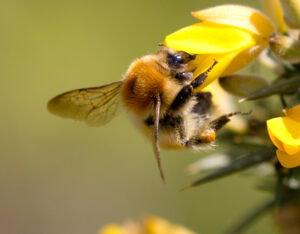 The bumblebee has landed on a yellow gorse flower. It is all over pale yellow with red-brown markings between its wings. It has black legs, eyes and antennae.
