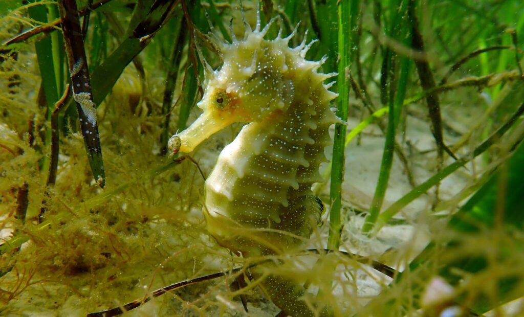Hippocampus guttulatus, Neil Garrick-Maidment, The Seahorse Trust