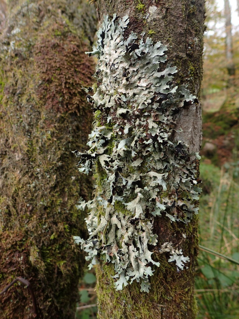 Parmelia submontana, Nicola Bacciu - green lichen on a tree