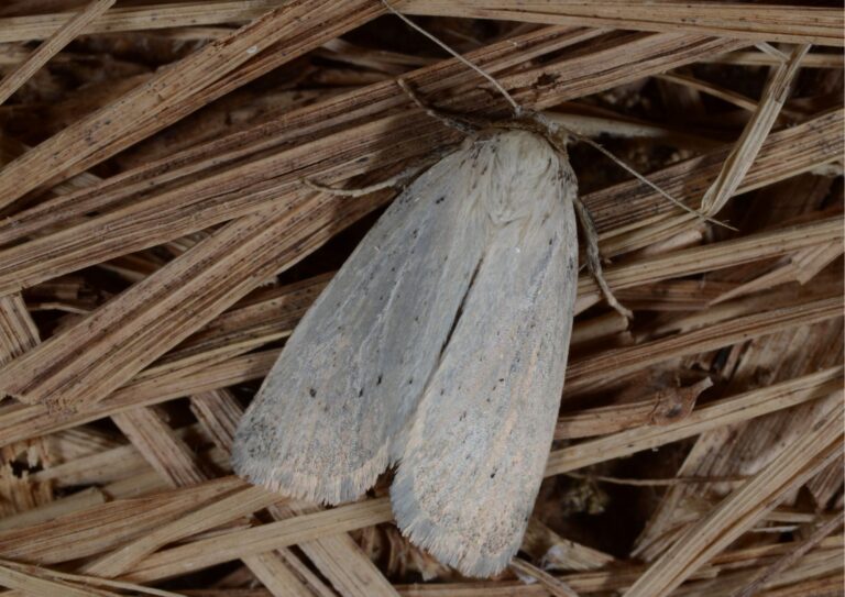 Morris's waisncot moth (white-grey coloured) on a bed of straw