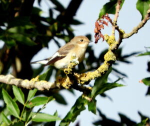 Light brown small pied flycatcher bird on a branch