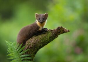 Brown pine marten on a branch, with a fern below it. Looking intensely into the camera