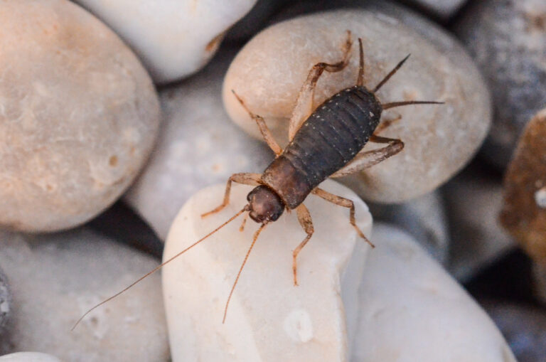Atop a background of pale round pebbles, a small cricket is resting. It has a solid, dark grey-black, ridged abdomen, a coppery brown head and body, and pale brown-beige legs. There are two long, thin antennae protruding from the top of the head, facing in front of the cricket, and three dark, pointed tails protruding from the rear of the cricket.