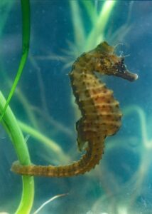 Short-snouted seahorse, Keith Hiscock