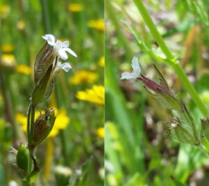 Tiny white flower from a thin stemmed, small green plant - the small-flowered catchfly. The image is split into two, showing two angles of the same flower.