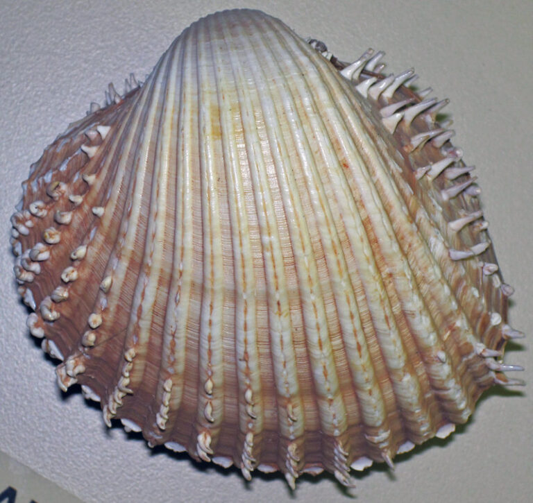 The shell of the cockle sits against a white background. The shell is pale yellow going to pink at the edges and has clear vertical indentations that feature sharp spines towards the edges.