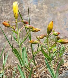 Small yellow flowers on a thin stemmed plant, with straight leaves.