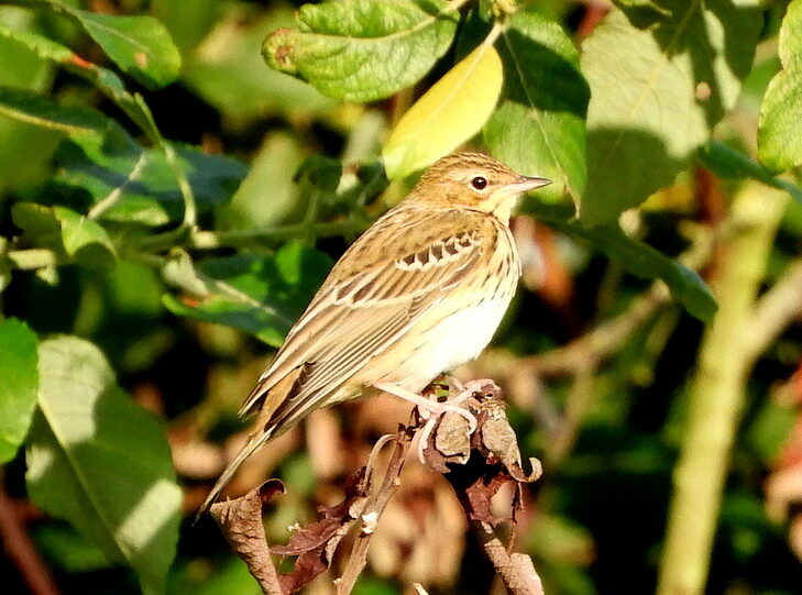 Light brown tree pipit perched on a branch