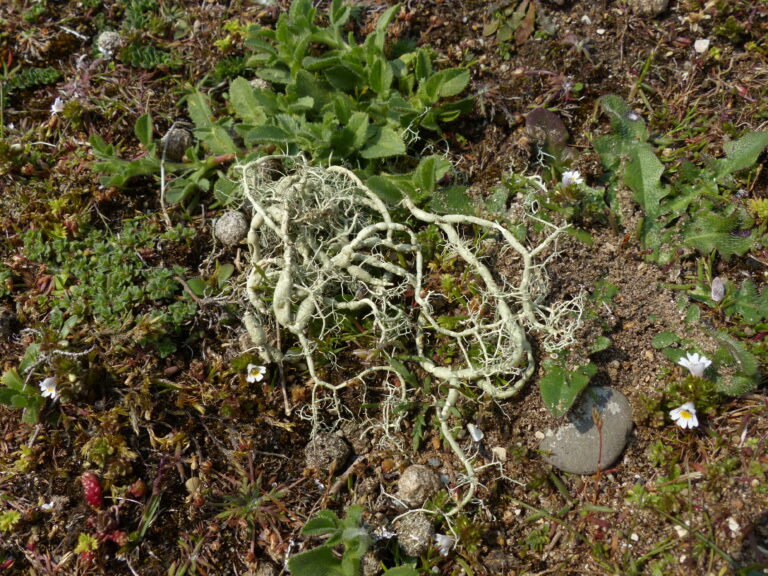 Lichen growing on sandy/shingle plant area. It is a twisting, long shape.