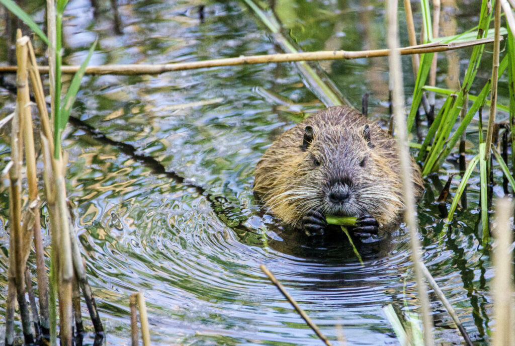 Beaver, Svetozar Cenis