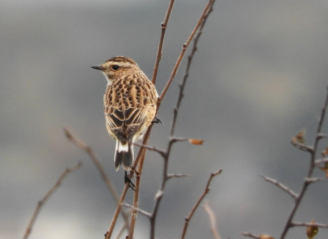 Brown dappled whinchat balancing on a branch