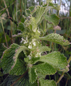 Tiny white flowers of the white horehound plant - with soft, large green leaves