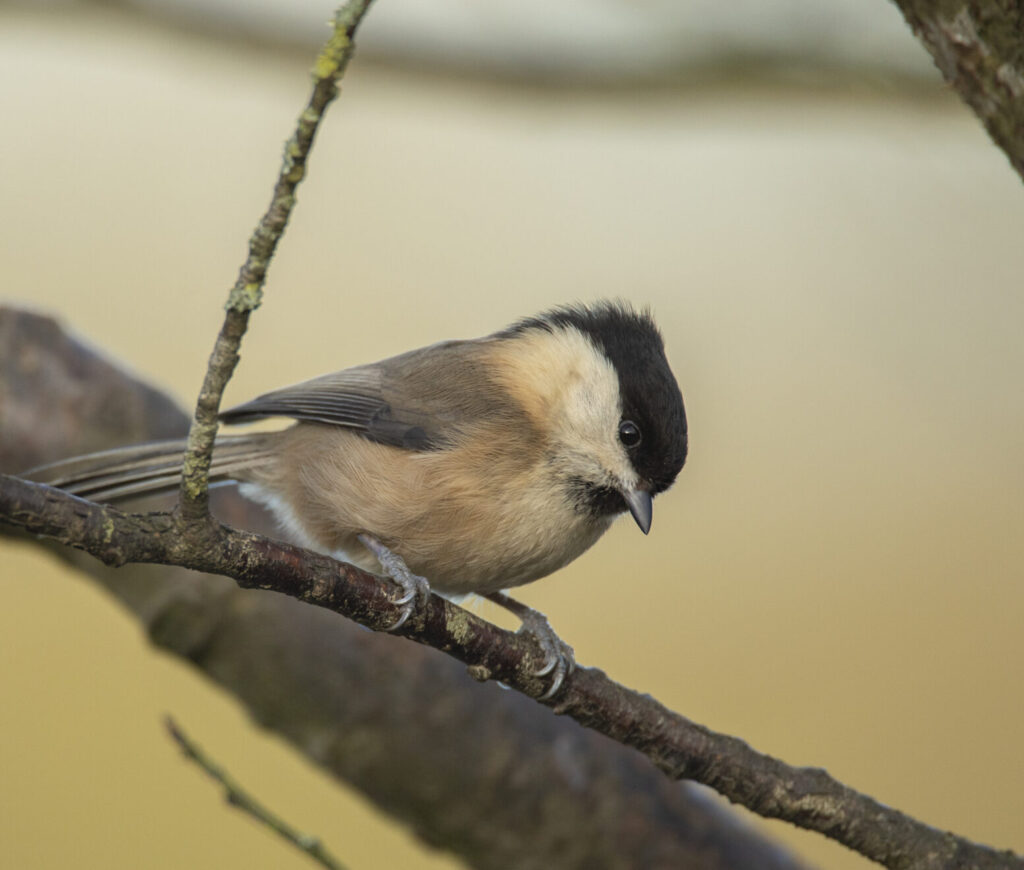 Willow tit bird perched on a branch