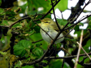 Yellow / green and white wood warbler bird in a tree