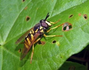 A variable meadow fly sits on a shiny green leaf. The fly has six yellow legs, a black and yellow striped abdomen and body, as well as clear light brown wings that lie flat parallel to the body. The large black eyes sit above a bright yellow mouthpart and between them are two short, stout, black antennae.