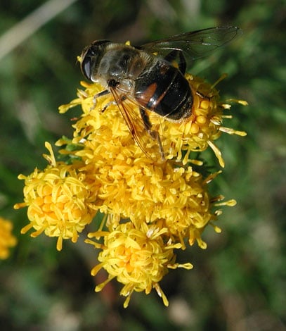 Yellow flowered goldilocks aster, with a bee collecting pollen