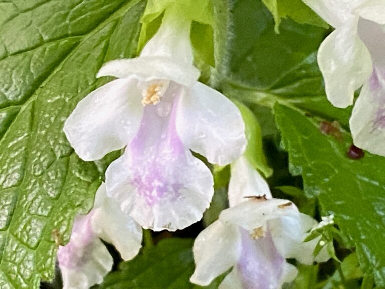 A white and pink delicate flower against a green leafy background