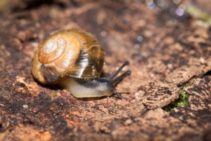 A snail moved across bark. It has a pale underbelly and dark grey on top. The shell is a circular spiral in a solid pale brown.