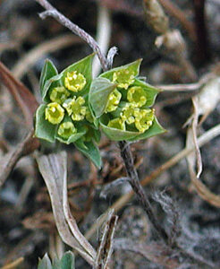 Tiny yellow flowers of the small hare's ear, within a green outer casing