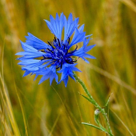 A striking blue cornflower